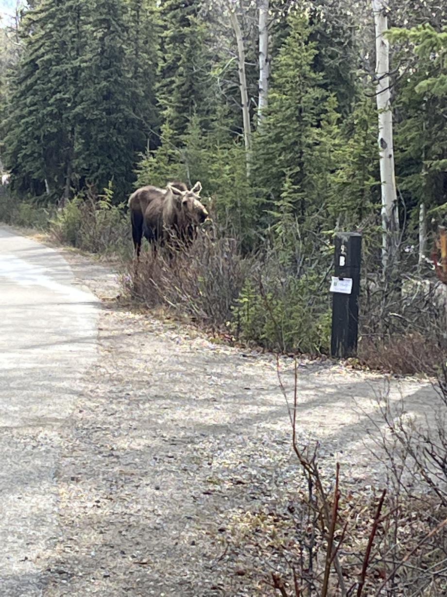 Eland/Moose