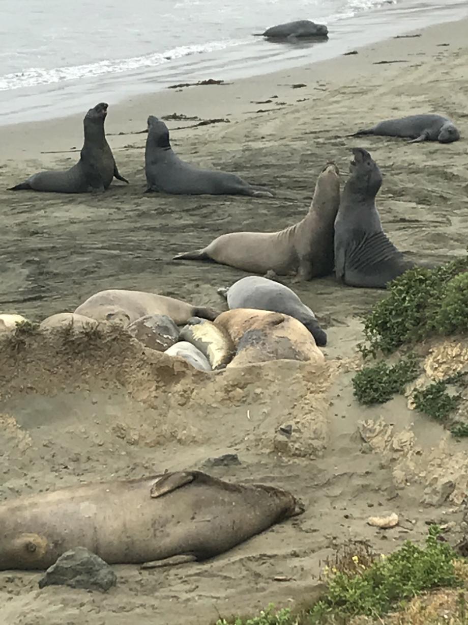 Zeeolifanten aan de kust van California