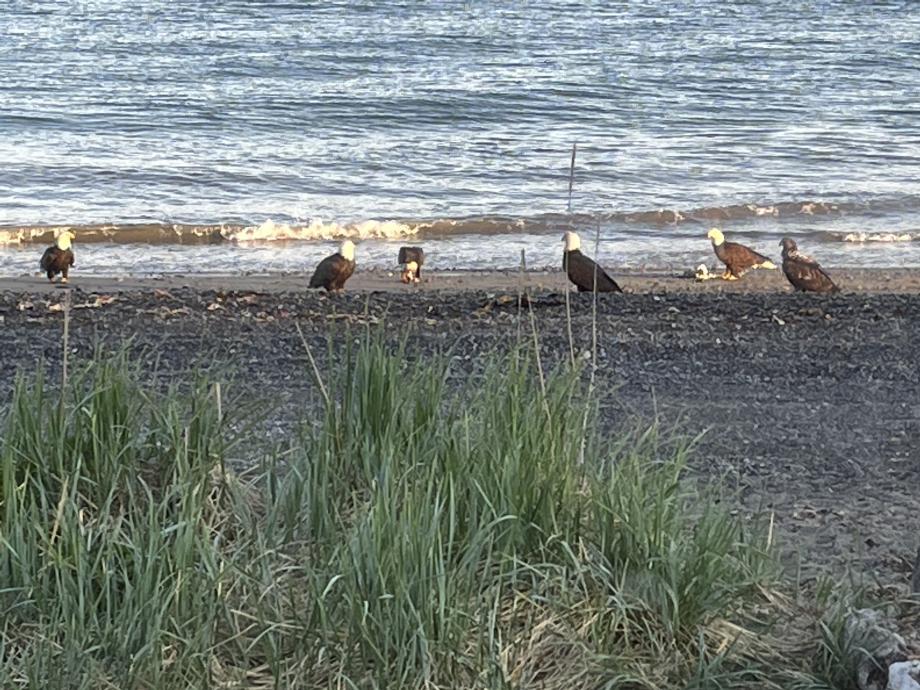 balt eagles vlak bij onze camper (Amerikaanse zeearend)