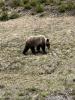 Grizzly Beer herkenbaar aan de bult in zijn nek