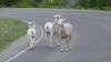 3 steenbokken in Glazier NP